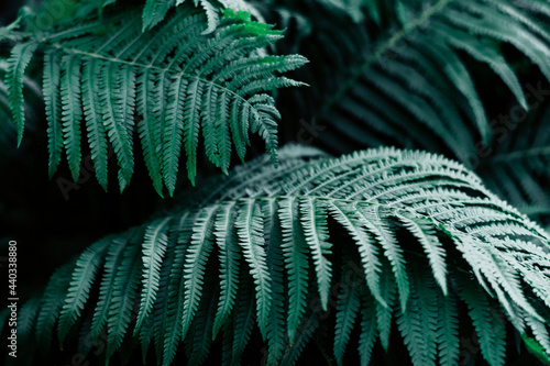 Perfect natural fern pattern. Beautiful background made with young green fern leaves. Juicy emerald color.