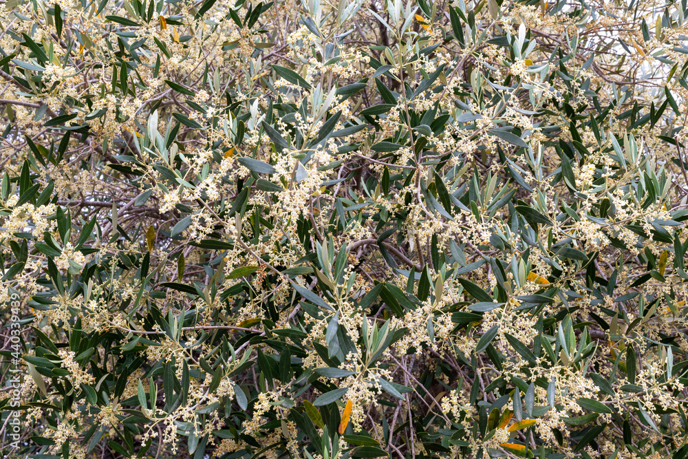 Flowered olive tree Flowered olive tree