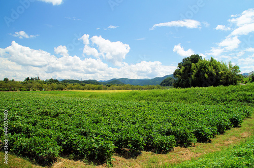 黒大豆畑 8月下旬 の風景　成長中 丹波篠山