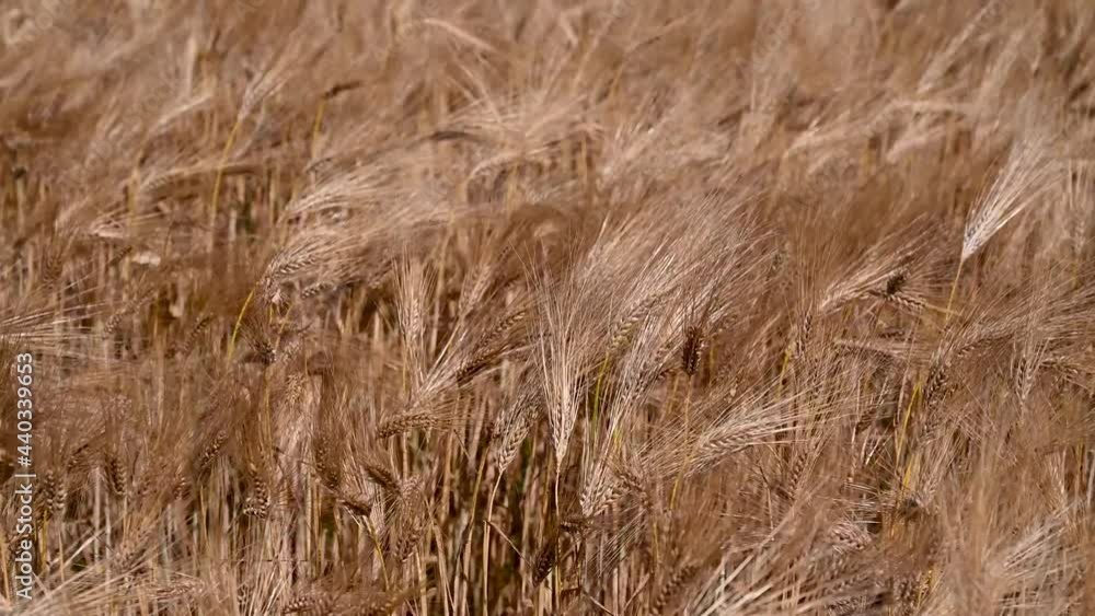 Golden rye crop, close up. Spikelet of wheat with grain in sunny rural field. Golden ripening ears of wheat in summer on the field. Agriculture and food production. Golden rye crop, close up. Spikelet of wheat with grain in sunny rural field. Golden ripening ears of wheat in summer on the field. Agriculture and food production.