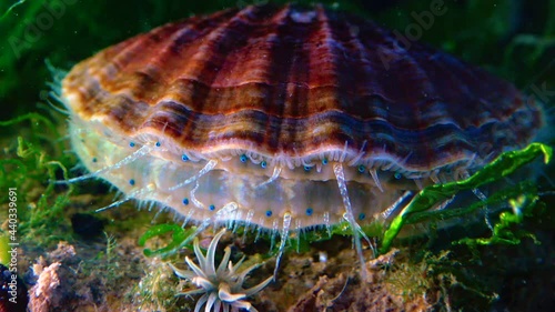 Black Sea mollusk Scallop (Flexopecten ponticus) photo