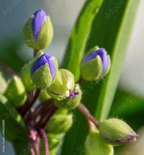 buds of lilac