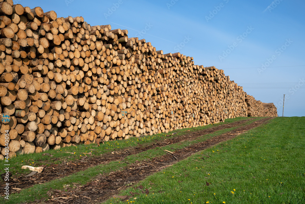 Forestry, log piles and footpath