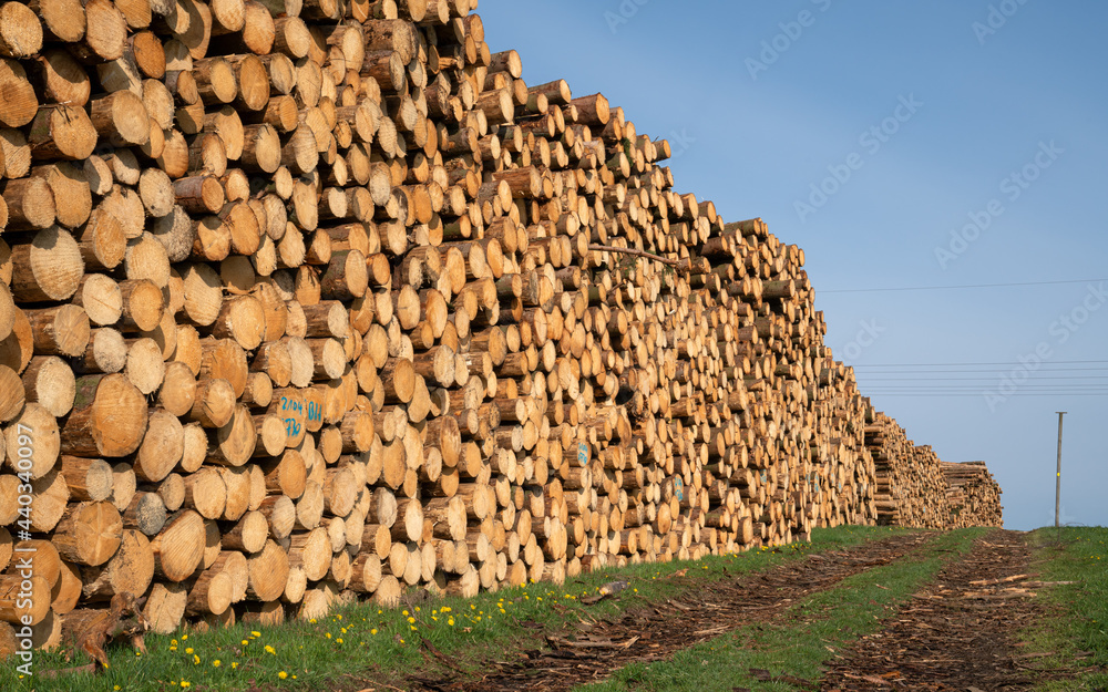 Forestry, log piles and footpath