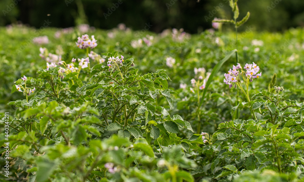 Blooming potato field with flowers. Green field of potatoes. Blooming potato field with flowers. Green field of potatoes.