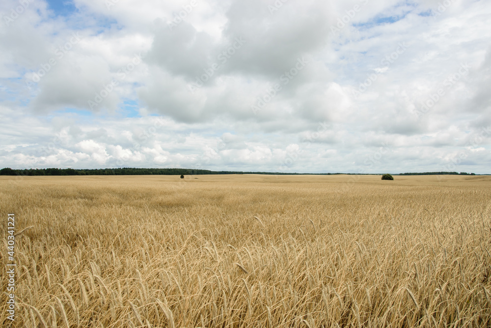 The endless wheat ripe field in Ukraine