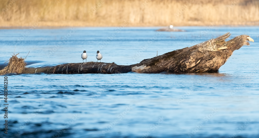 Fototapeta premium Two seaguls on a log in the river. Venta, Kuldiga, Latvia
