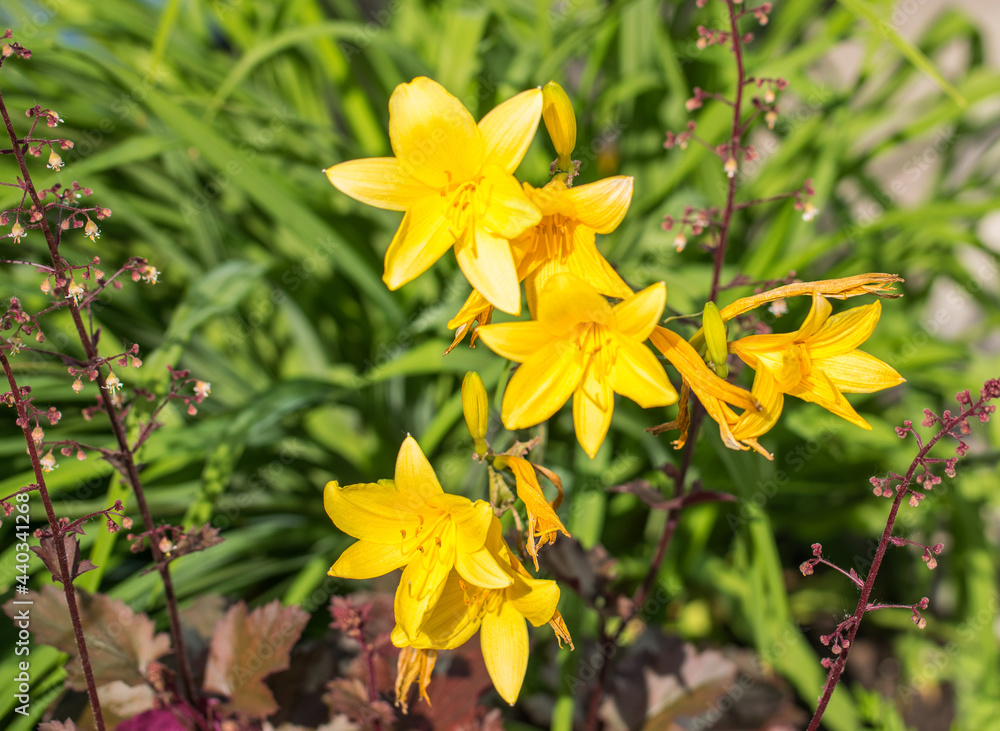 Yellow bright flowers, citron day-lily or long yellow day-lily.