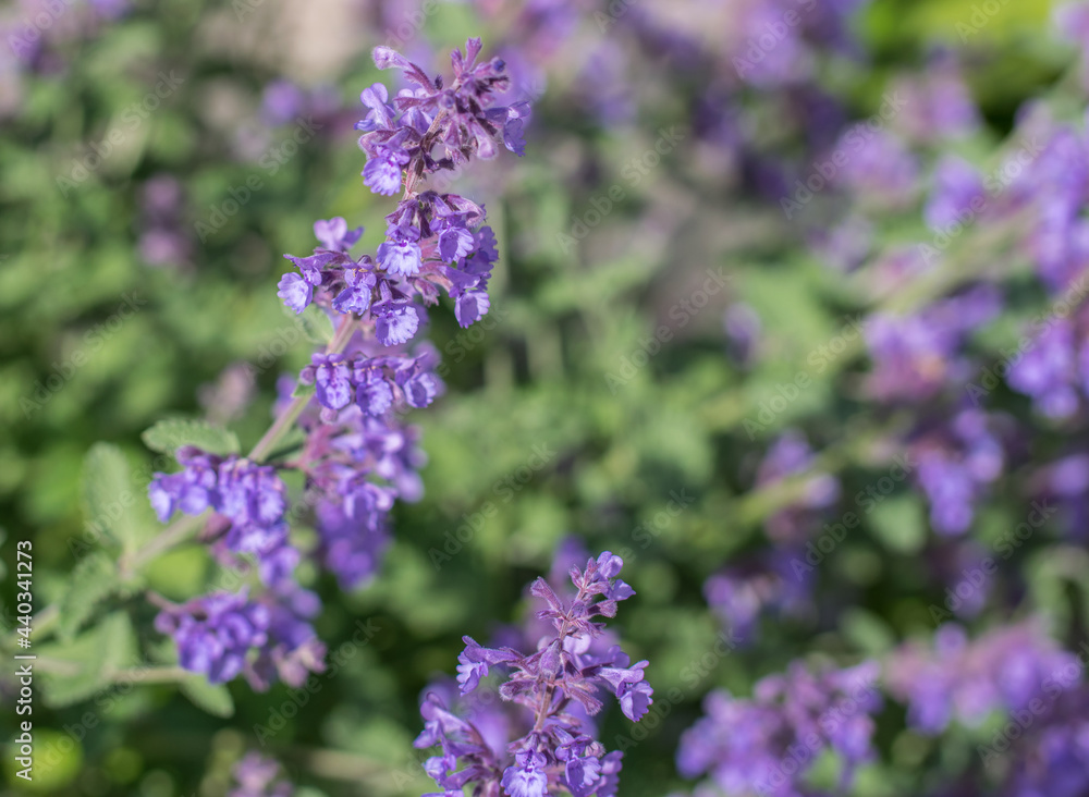 Field of Lavender, Lavandula angustifolia, Lavandula officinalis Field of Lavender, Lavandula angustifolia, Lavandula officinalis