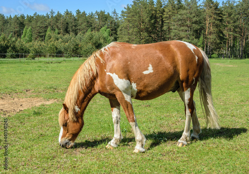 A light brown horse with white spots eats grass with its head bowed low
