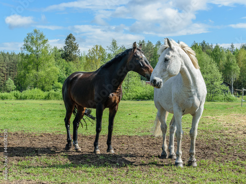 Gray and bay horses stand in the pasture with their heads turned to each other