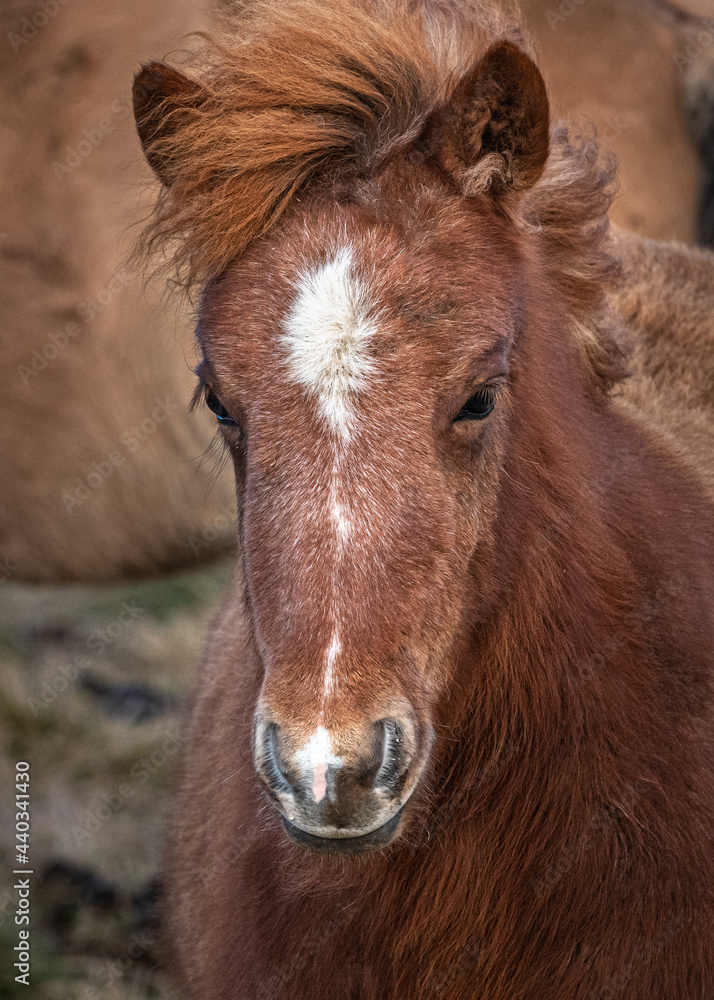 Icelandic horses