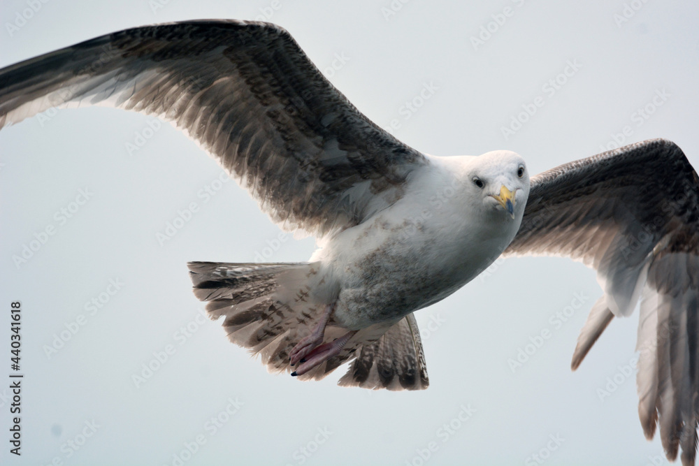 Fototapeta premium Gabbiano