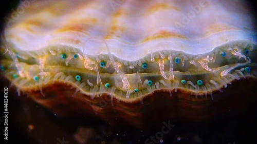Black Sea mollusk Scallop (Flexopecten ponticus). Small blue eyes and tentacles on the mantle of a bivalve mollusk
