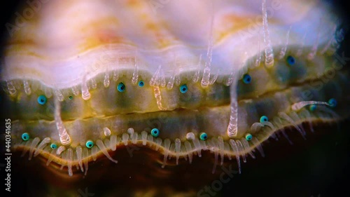 Black Sea mollusk Scallop (Flexopecten ponticus). Small blue eyes and tentacles on the mantle of a bivalve mollusk photo