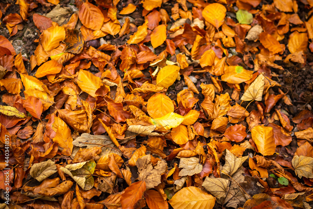 A carpet of autumn leaves A carpet of autumn leaves