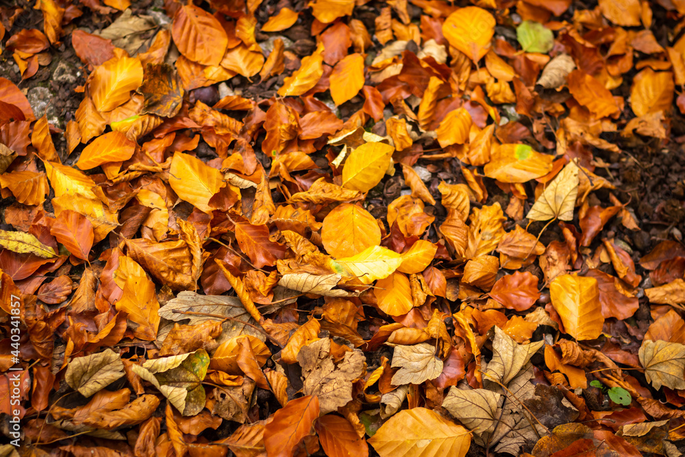 A carpet of autumn leaves