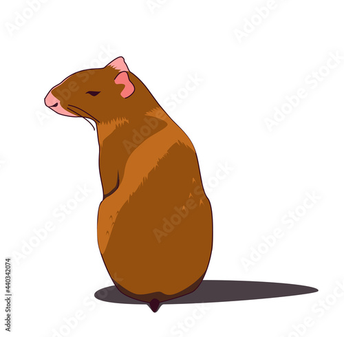 South and Central American tropical rodent - agouti sits with its back funny turning its muzzle. Naturalistic vector illustration isolated on white background. Looks like a large rat with a short tail