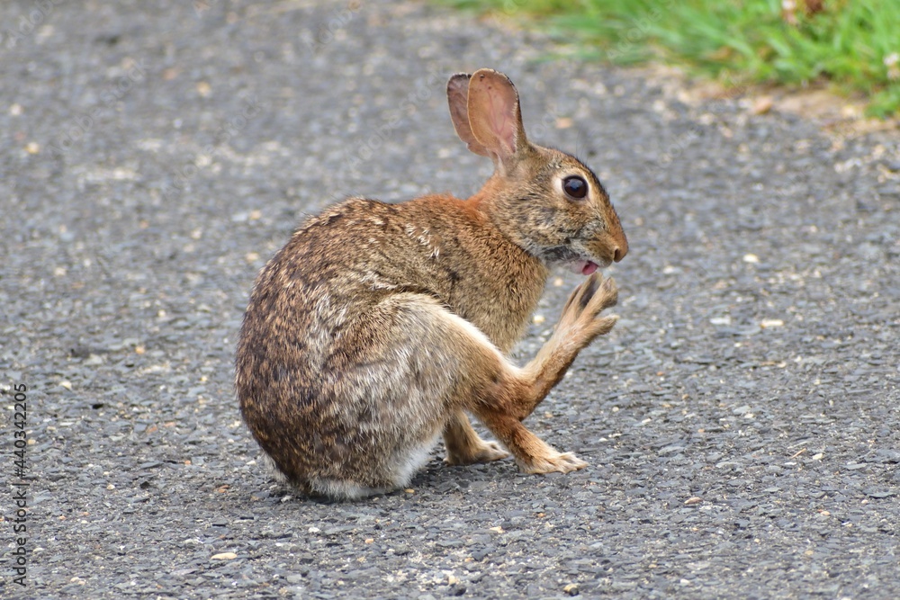 Funny Rabbit in the park Funny Rabbit in the park