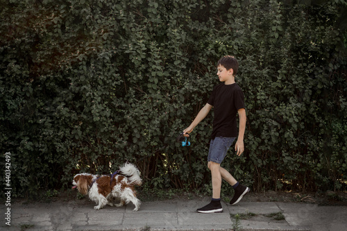 Teenage boy walks with dog on leash along the sidewalk along the green thickets.