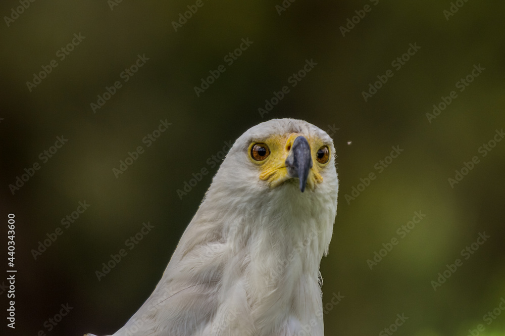 Fototapeta premium Close up portrait of an isolated African fish eagle (haliaeetus vocifer) head