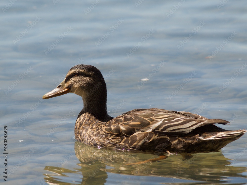 duck in the water duck in the water