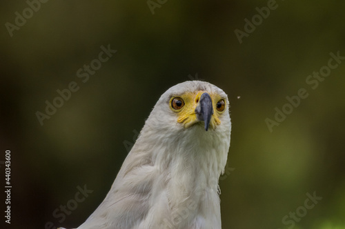 Close up portrait of an isolated African fish eagle (haliaeetus vocifer) head