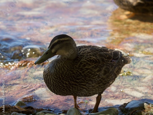 duck next to clear water lake