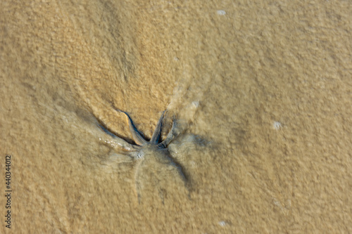 Estrela do mar rastejando na areia