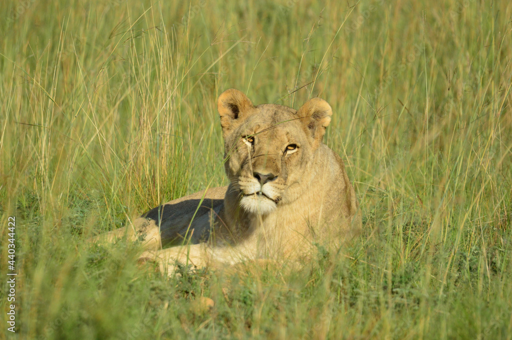 Naklejka premium A Brown lioness waiting for it's pride in Pilanesberg national park