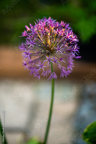 purple flower in the garden