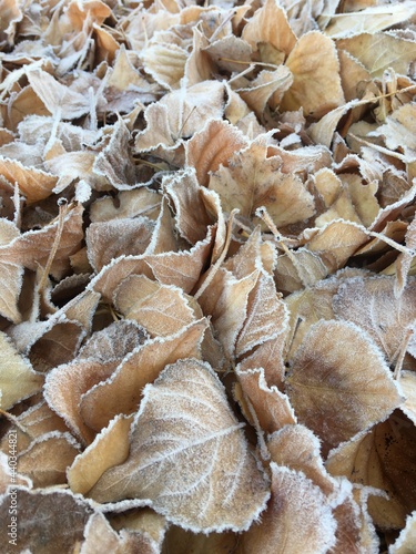 fall leaves