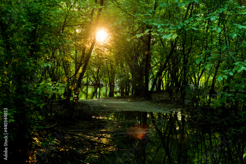 Swamp in sunlignt