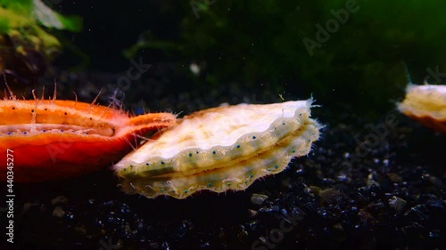 Black Sea mollusk Scallop (Flexopecten ponticus) photo