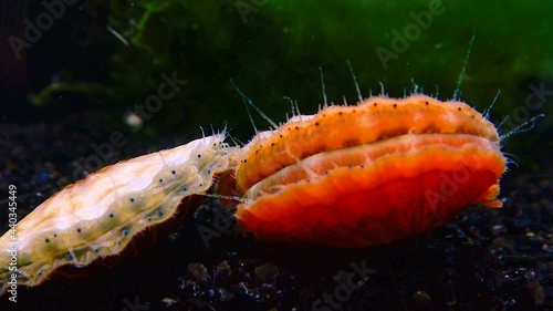 Black Sea mollusk Scallop (Flexopecten ponticus) photo