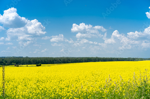 beautiful rapeseed field with harvest, field with yellow flowers in summer and blue sky with white clouds © Надежда Урюпина