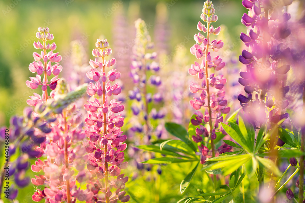 Obraz premium wild flowers lupins in sunlight, summer background