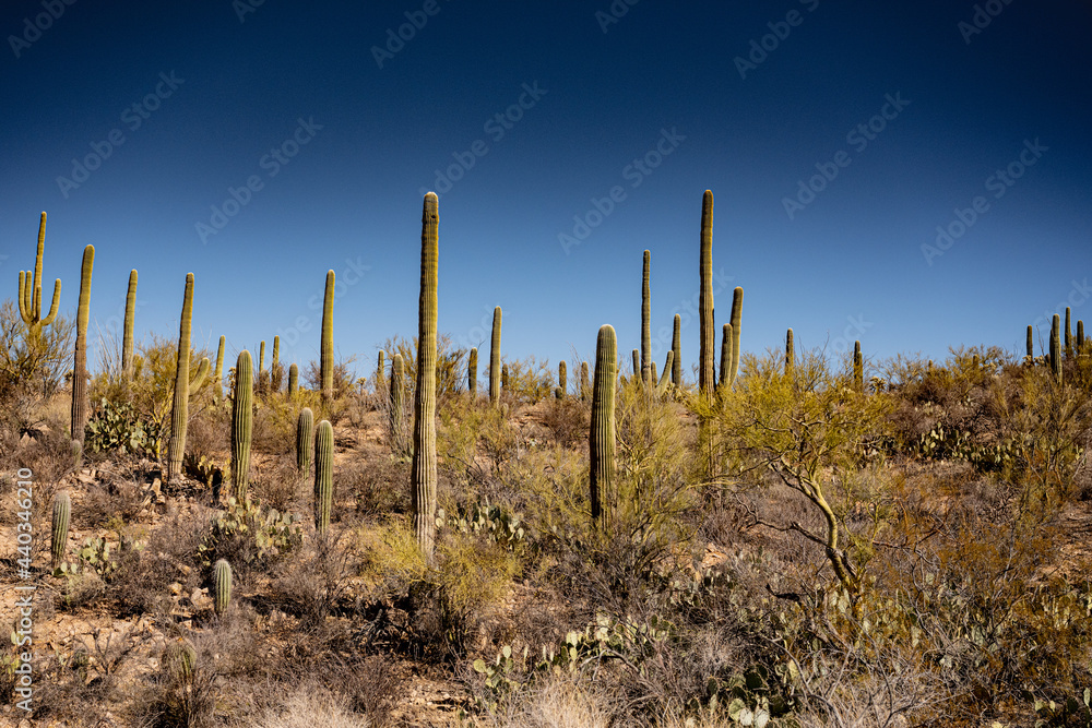 Cactus and Palo verde trees in the Saguaro National park