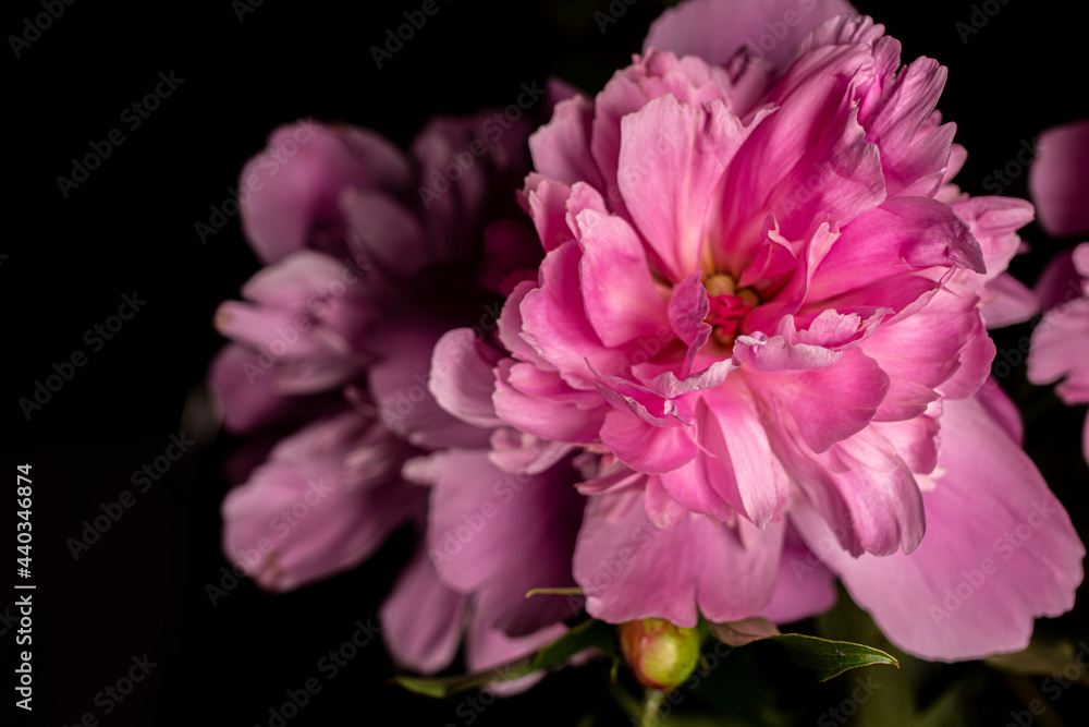 Fototapeta premium pink flower on black background