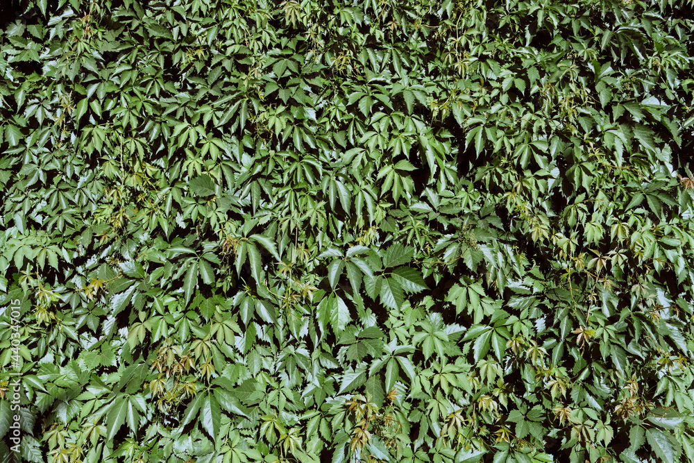 Green Virginia creeper plant on the wall in summer season. Wild Grape leaves. Green Virginia creeper plant on the wall in summer season. Wild Grape leaves.
