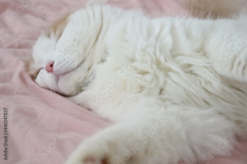 猫の寝顔、癒しの空間