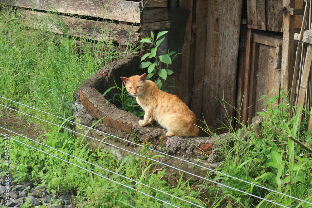 Obraz premium cat in the garden