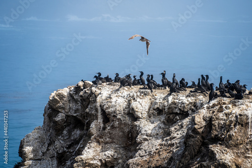 Brandt   s Cormorants Nesting and Feeding on Offshore Rocks