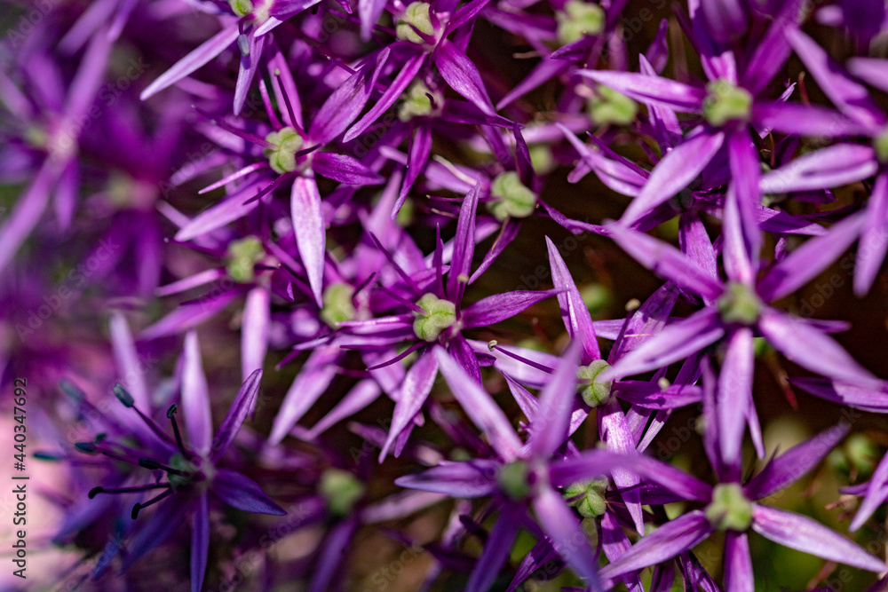 Close-up Purple flowers of the Alium also known as snowball in a garden Macro Close-up Purple flowers of the Alium also known as snowball in a garden Macro
