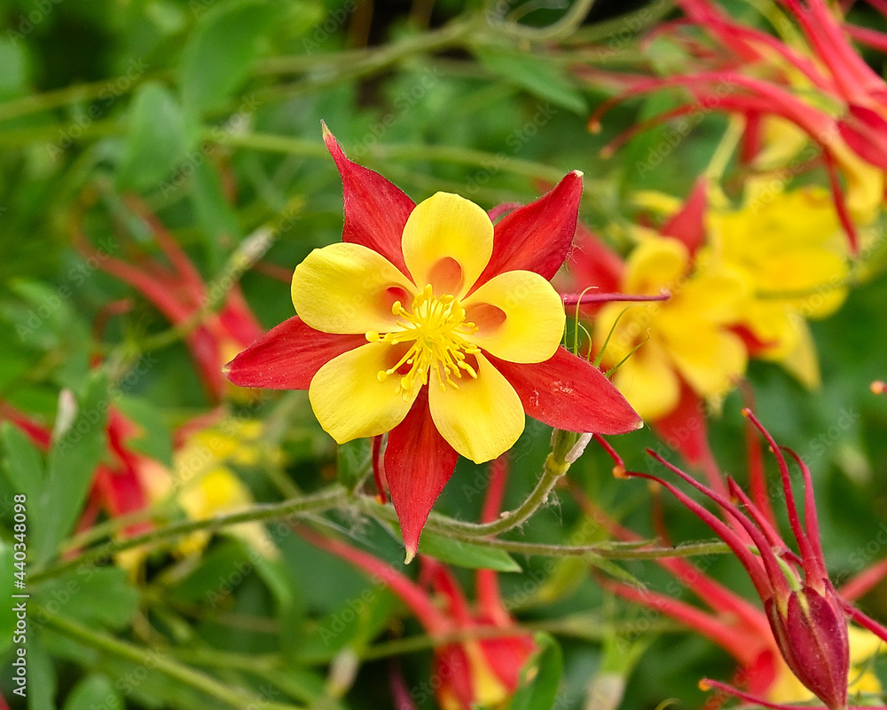Beautiful, vibrant, red and yellow Columbine flower, close up.