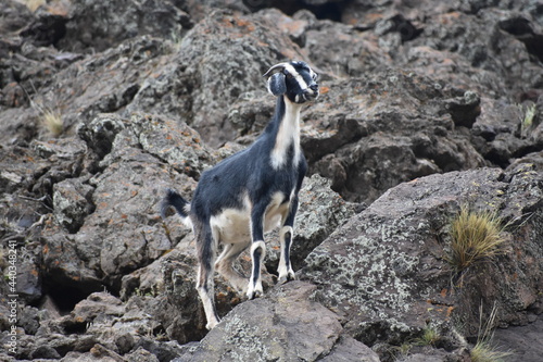 Goat Looking for Food photo