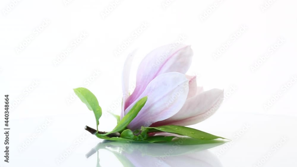 one pink flower on a branch of blooming magnolia close up one pink flower on a branch of blooming magnolia close up