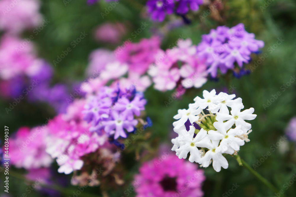 Fototapeta premium バーベナ