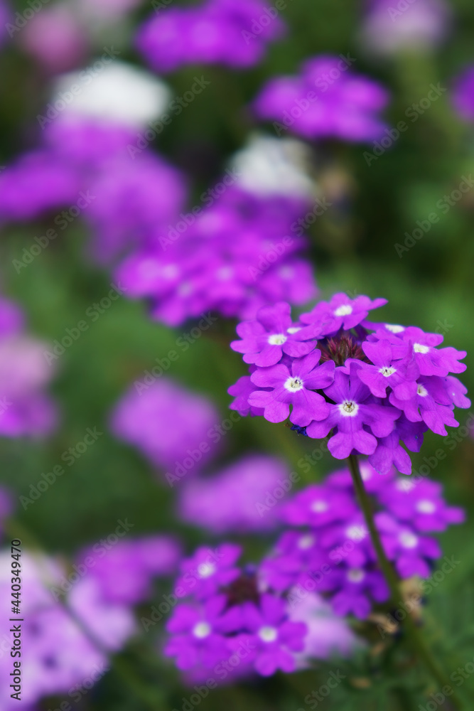紫色のコバノランタナ