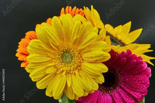 Gerbera Daisy is native to tropical regions of South America, Africa and Asia. The first scientific description of a Gerbera was made by J.D. Hooker in Curtis's Botanical Magazine in 1889 when he desc